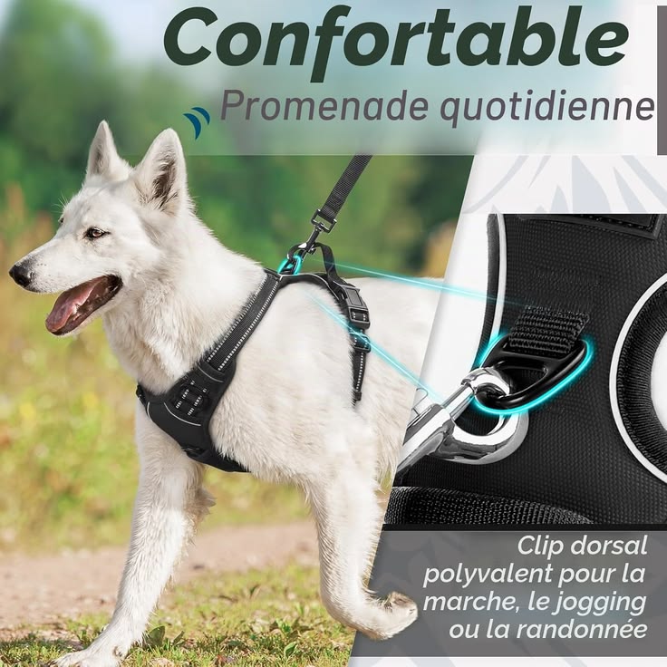 Harnais Anti-Traction Chien — Noir, Taille L